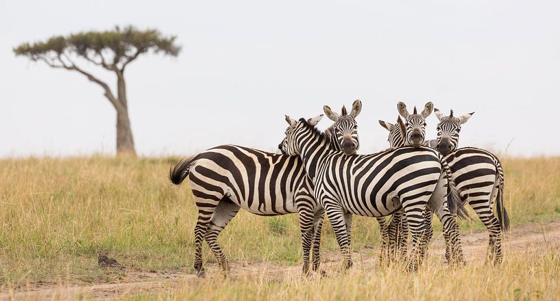 Afrika | Zebras - Afrika Kenia Masai Mara von Servan Ott