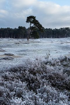 Winter op landgoed Heidestein Bornia in Driebergen Zeist van Peter Haastrecht, van