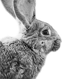 The rabbit sur Marjorie van Zaane