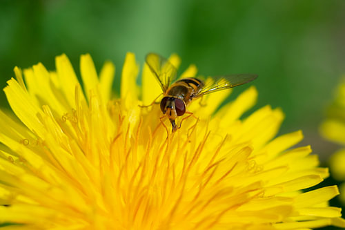 Schwebfliege genießt einen Löwenzahn