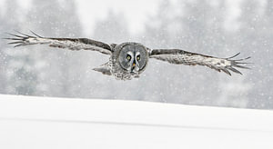 Laplaneule (Strix nebulosa) im Flug während eines Schneesturms, Finnland.