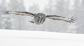 Laplanduil (Strix nebulosa) in vlucht tijdens sneeuwstorm, Finland.