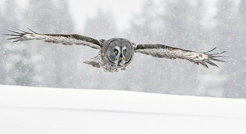 Great Grey Owl (Strix nebulosa) in flight low over snow in taiga forest in northern Finland.