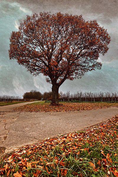 autumnal by Norman Krauß