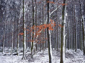 Winter in the Ardennes van Sonny Vermeer