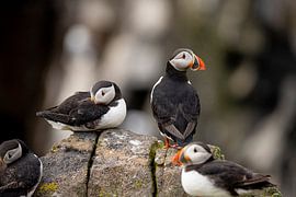 Papageientaucher, Fratercula arctica. Schottische Küste.