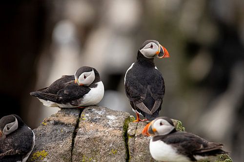 Macareux moine, Fratercula arctica. Côte écossaise.