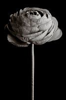 Ranunculus