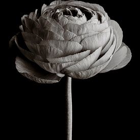 Ranunculus by Steffen Sebastian Schäfer