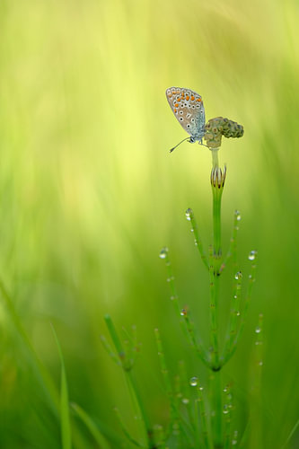 An Icarus blue butterfly on an early morning