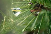 Ripened water drop