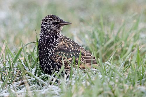 Star ( Sturnus vulgaris ) im Winter, sitzt auf gefrorenem Boden und schaut sich aufmerksam um