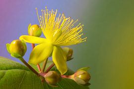 hertshooi close-up by Pauline Aalfs