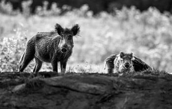 Wildschwein mit Jungen