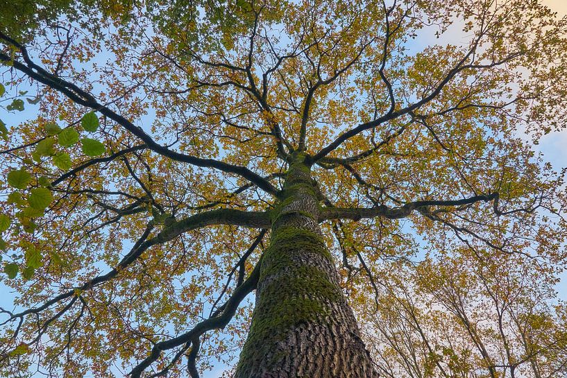 Tree top in autumn by Ad Jekel