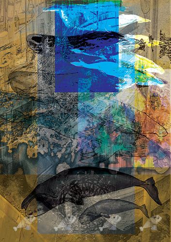 Baleines de rêve, baleine à bosse