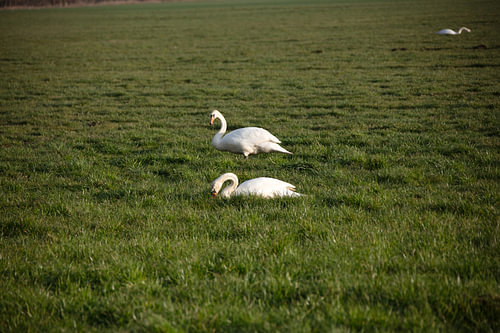 Twee zwanen op een weiland in Emsland