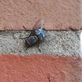 Blue blowfly by Matthias Brix
