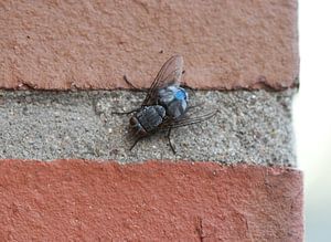 Blaue Schmeißfliege