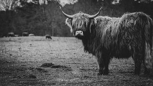 Close-up van een Schotse Hooglander Koe in Nederlandse weide in zwart-wit