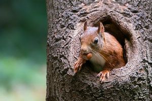 Eichhörnchen mit Haselnuss in einem hohlen Baumstamm.
