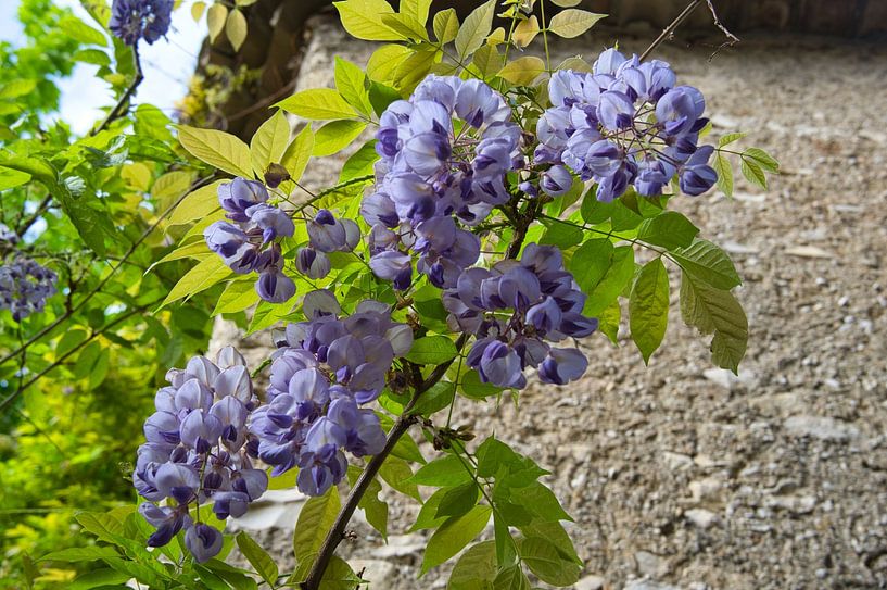 Blauregen im Frühling von Tanja Voigt