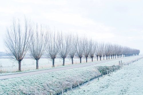 Kopfweiden in der Reihe