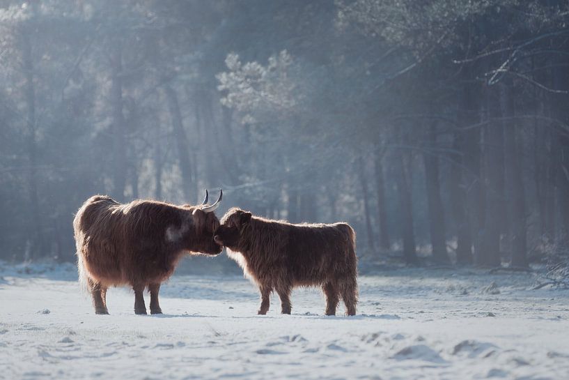 Schottische Hochlandmutter mit Kalb im Schnee | Winter | Wildlife von Laura Dijkslag