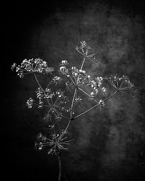 Dried hogweed against a rustic background executed as a still life.