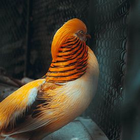 orangefarbener Vogel im Käfig, der hinausstarrt von Rinaldo Ten zijthoff