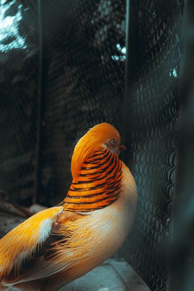 orangefarbener Vogel im Käfig, der hinausstarrt von Rinaldo Ten zijthoff