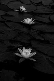 Waterlilies by Mario Creanza