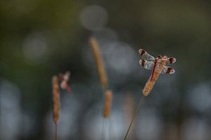 Tôt le matin, baguage des côtes de cerclage