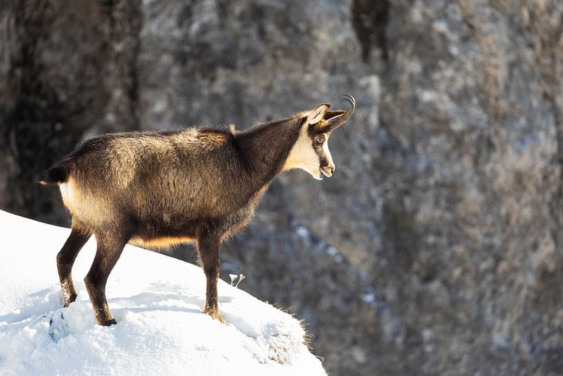 Chamois in the Alps in winter by Dieter Meyrl