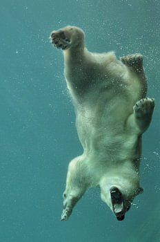 Eisbär unter Wasser
