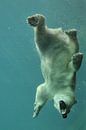 ours polaire sous l'eau par Tilly Meijer Aperçu