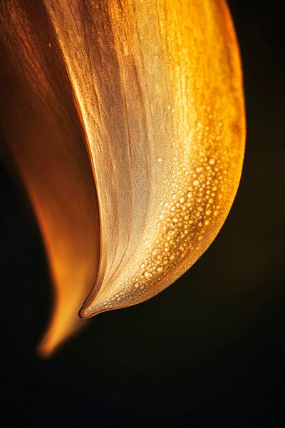 Elegant petal details by Poster Art Shop