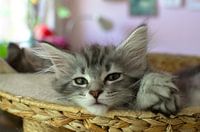 Katzenjunges in Nahaufnahme Porträt Entspannte Waldkatze