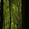 Winding beech trees in modest light by Theo Felten