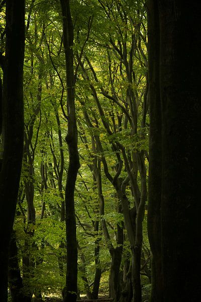 Kronkelige beukenbomen in bescheiden licht van Theo Felten