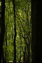 Kronkelige beukenbomen in bescheiden licht van Theo Felten thumbnail