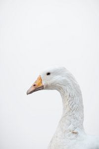 Goose by Janine Bekker Photography