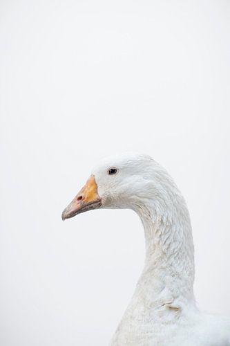 Gans