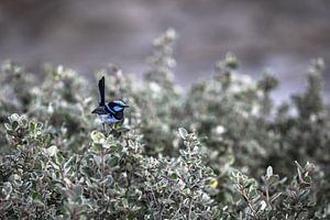 Prachtvoller blauer Feenzaunkönig von Mark Thurman