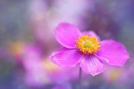 Gleichgewicht... von LHJB Photography