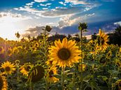 Sonnenblumenfeld bei Sonnenuntergang von Animaflora PicsStock Miniaturansicht