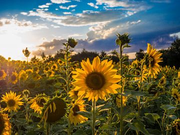 Sonnenblumenfeld bei Sonnenuntergang von Animaflora PicsStock