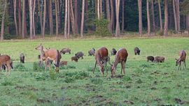 Herten, Zwijnen sur Gijs van Veldhuizen