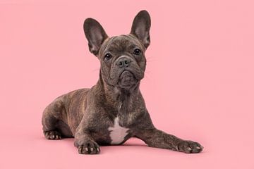 Jonge franse bulldog liggend op een roze achtergrond / French bulldog lying on a pink background van Elles Rijsdijk