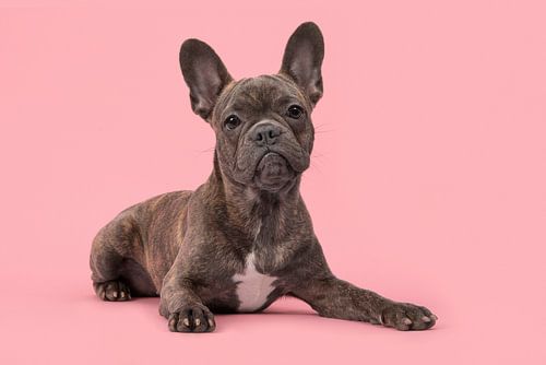 Jonge franse bulldog liggend op een roze achtergrond / French bulldog lying on a pink background